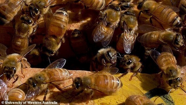 Ученые предложили использовать пчелиный яд для лечения рака груди