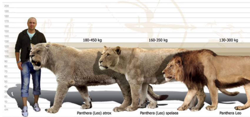 Американский лев: Крупнейший кошак в истории. На что способен прайд гигантских львов?
