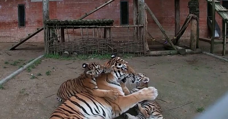 Четыре детеныша амурского тигра весело играют с мамой