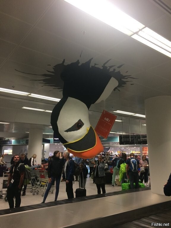 Птичка на получении багажа в аэропорту Кефлавик
