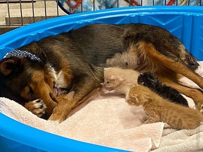Собака стала мамой для осиротевших котят