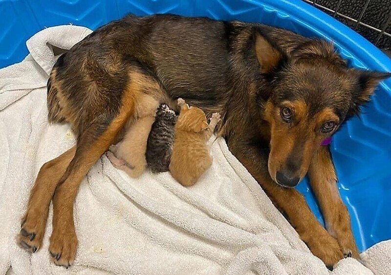 Собака стала мамой для осиротевших котят