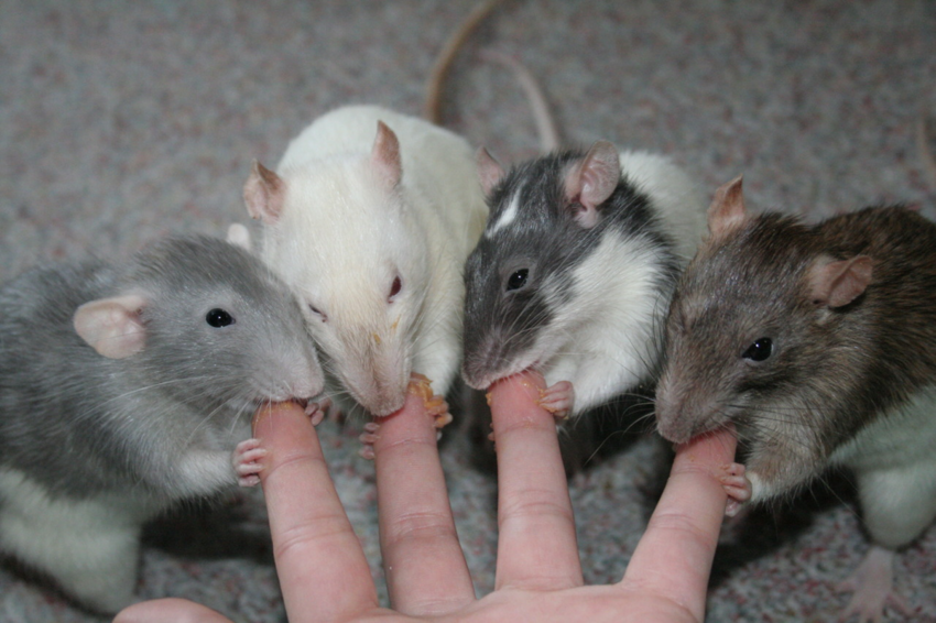 Мифы о том, что домашняя крыса — мерзость, инфекция и убожество