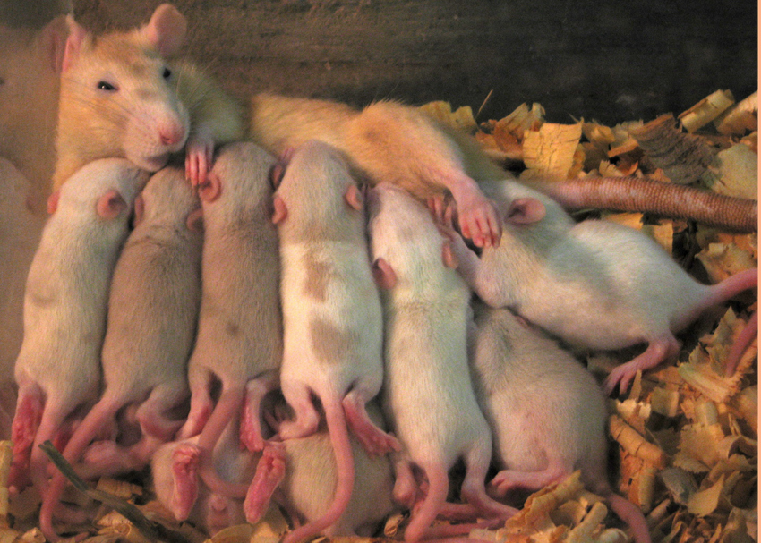 Мифы о том, что домашняя крыса — мерзость, инфекция и убожество