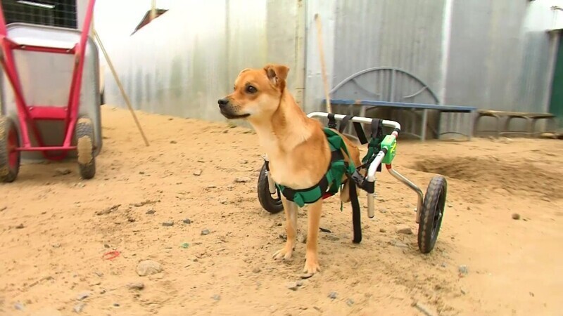 Неравнодушные подарили бездомному псу - инвалидную коляску