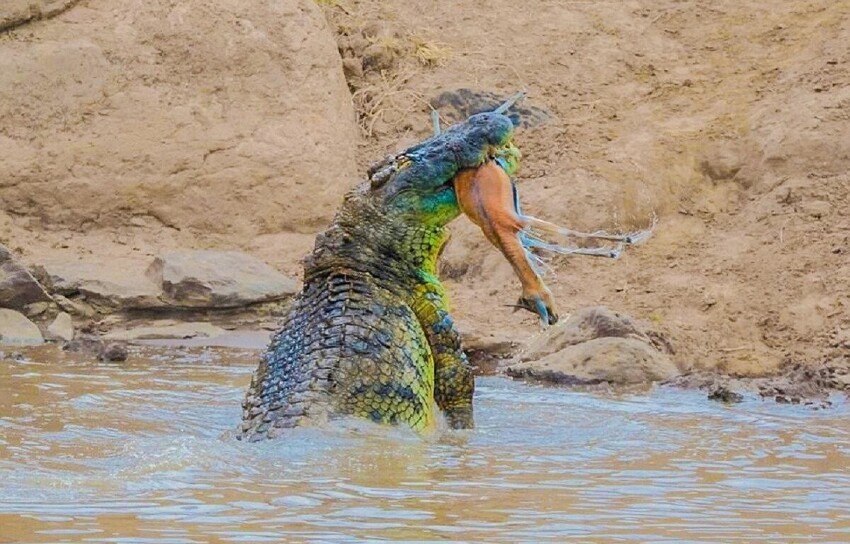 Нильский крокодил: От его шкуры отлетают пули. Он — совершенный хищник №1