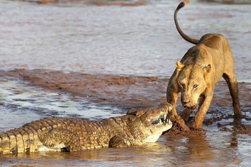 Нильский крокодил: От его шкуры отлетают пули. Он — совершенный хищник №1