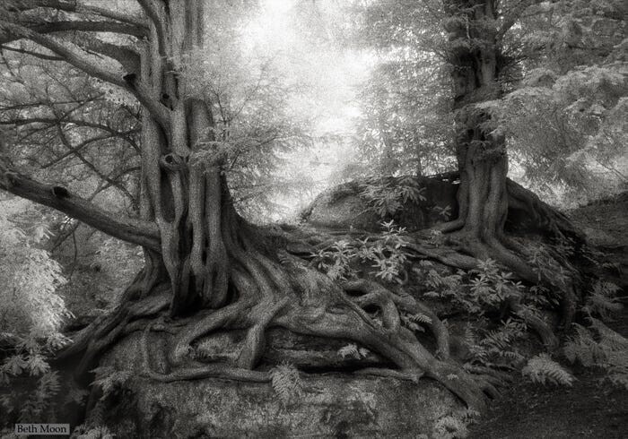 Тисовые деревья Уэйкхерст-Плейс в Западном Суссексе, Англия, датируются 1391 годом.