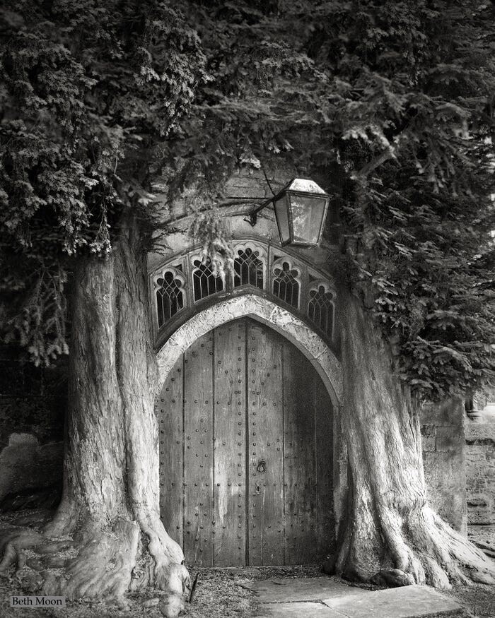  Эти два тисовых дерева, которые закрывают дверь в церковь Св. Эдварда в Стоу-на-Уолд, Англия.