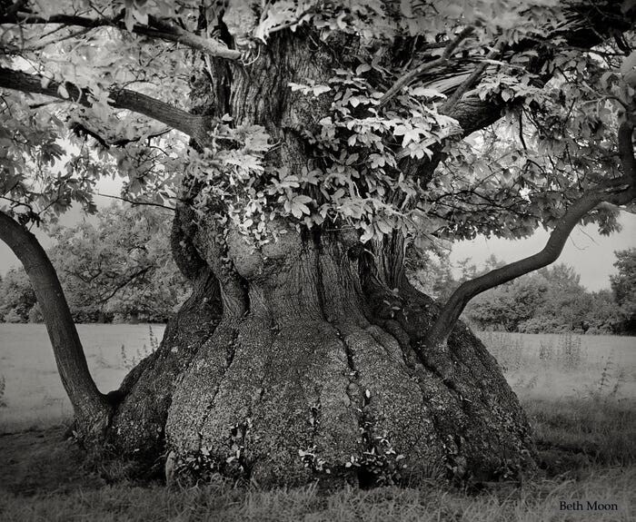  Это массивное каштановое дерево находится на территории замка Крофт в Херефордшире, Англия.