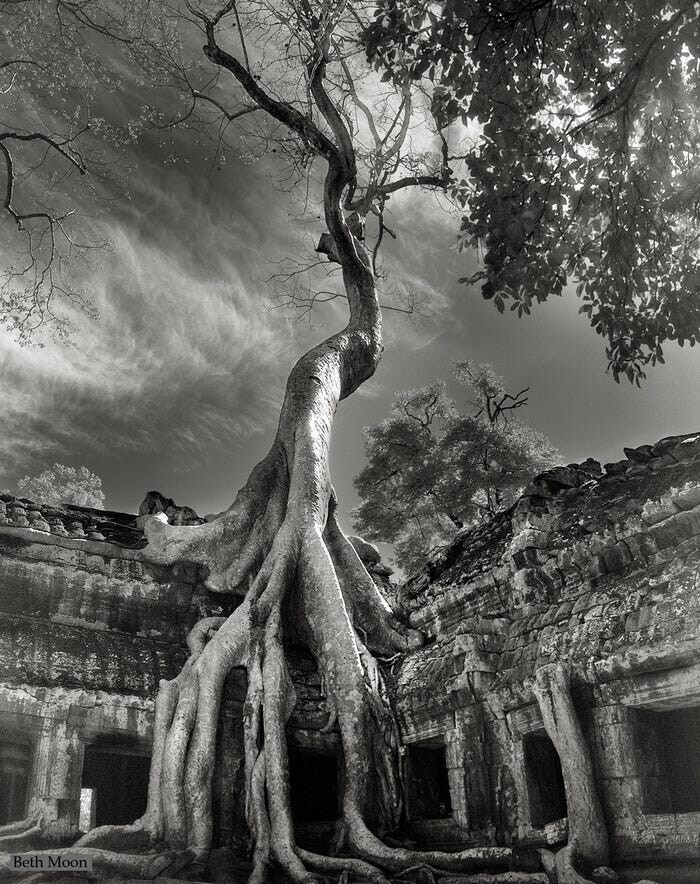  Это дерево, известное как Байон Рильке, растет вокруг буддийского храма в Сиемреапе, Камбоджа.