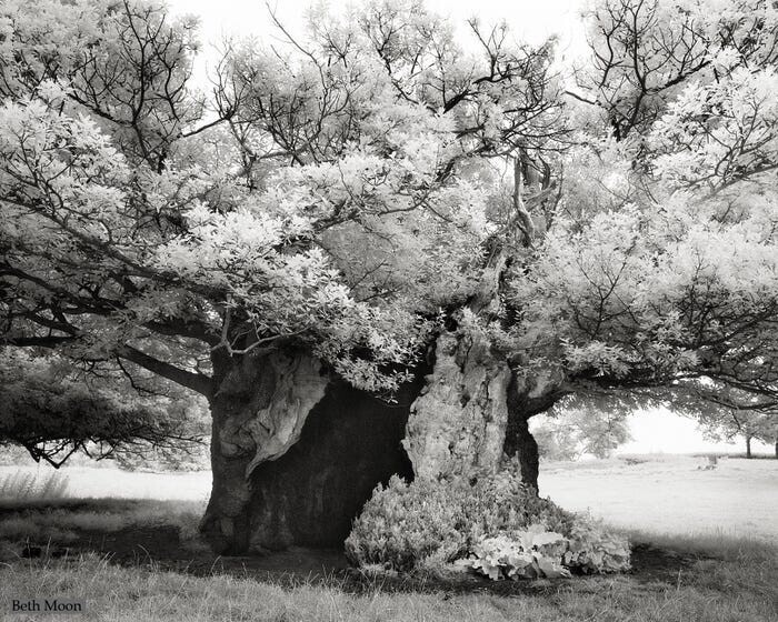 Дуб королевы Елизаветы — древнее дерево, растущее возле парка Каудрей в Англии.