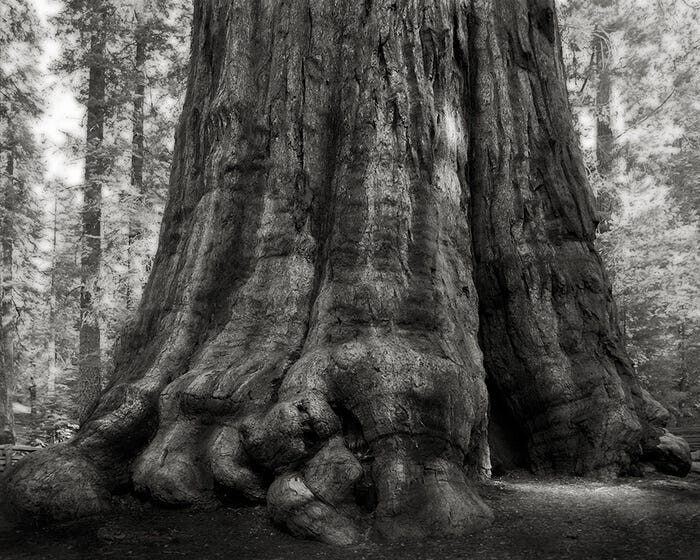 Генерал Шерман, гигантская секвойя в Национальном парке Секвойя, Калифорния, является, пожалуй, самым известным деревом в Северной Америке.