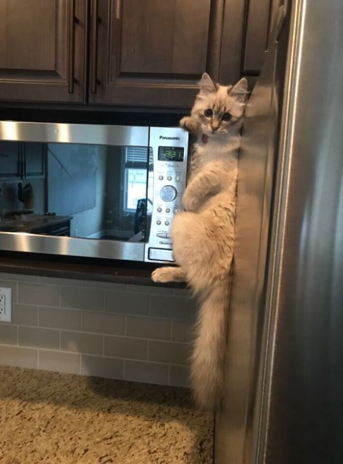 "Так мой кот карабкается на верхнюю полку холодильника, чтобы стянуть еду"