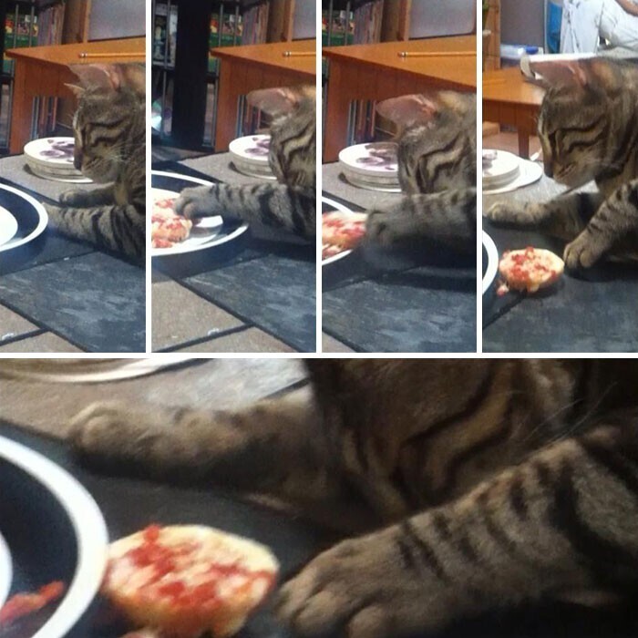 "Кот моей подружки любит воровать куски с тарелки, а если его ловят на месте преступления, притворяется спящим"