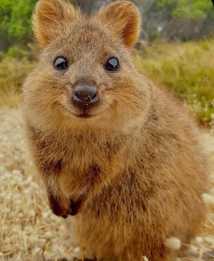 Квокки — короткохвостые кенгуру и самые улыбчивые существа