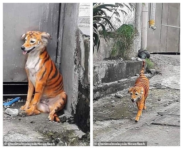 Защитники животных в ярости: кто-то раскрасил бездомного пса под тигра