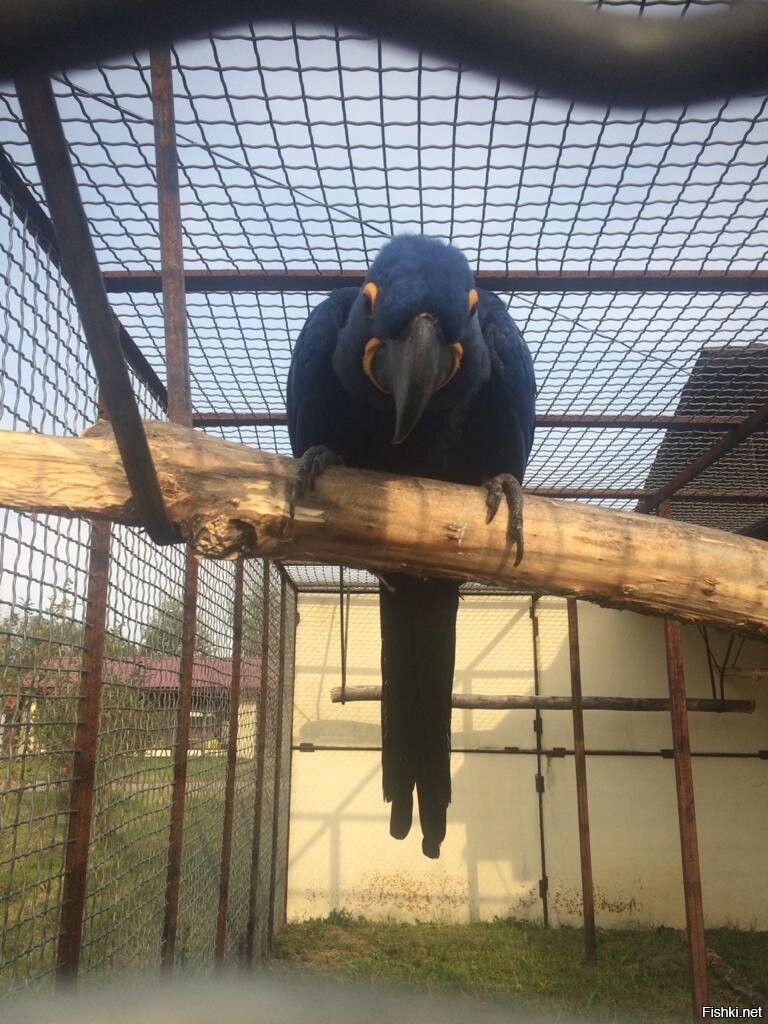 Гиацинтовый ара  самый большой летающий попугай