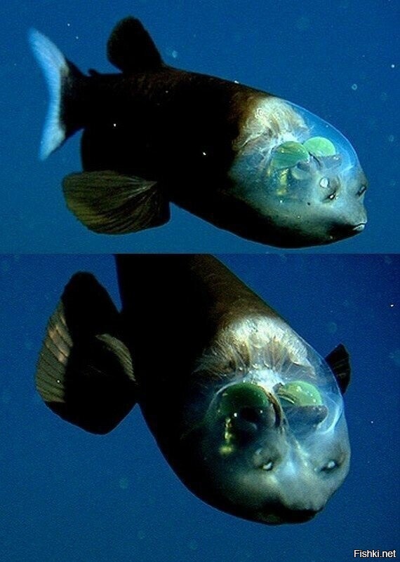 Малоротая макропинна (рыба с прозрачной головой)