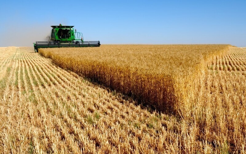 В мире нет страны, способной затмить Россию в области экспорта пшеницы