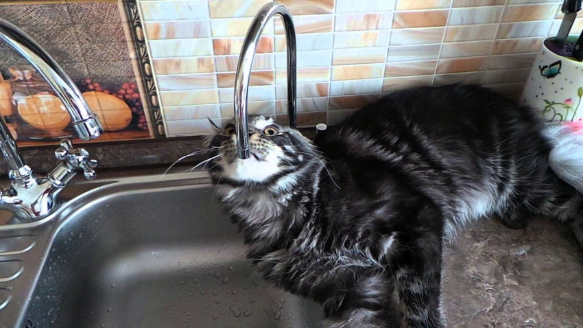 Мейн-кун: Выводим на чистую воду «идеальную» породу кошек