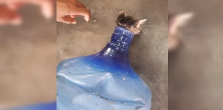 Пожарные спасли котенка, застрявшего в пластиковой бутылке