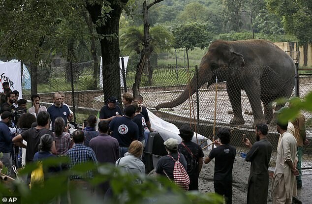 "Самый одинокий в мире слон" выходит на свободу