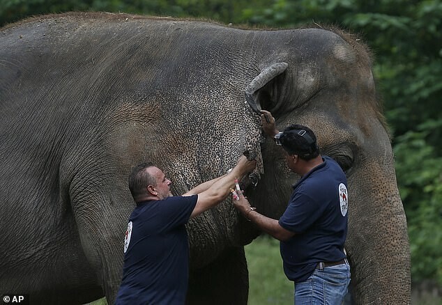 "Самый одинокий в мире слон" выходит на свободу