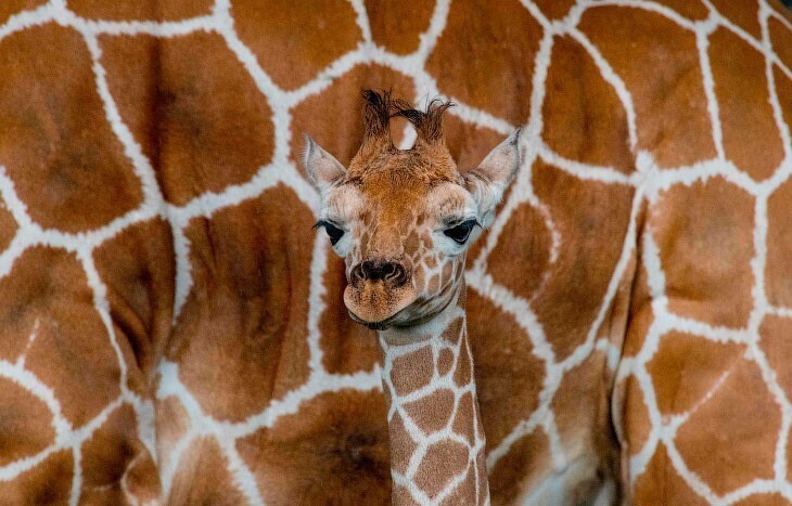 22-дневный детеныш жирафа. (Фото Ezequiel Becerra):