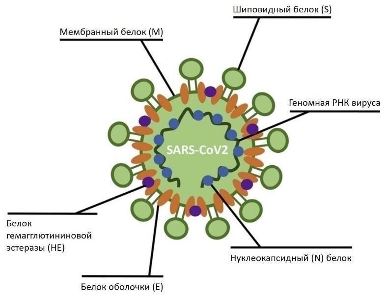 Ученые нашли защищающее от коронавируса средство 