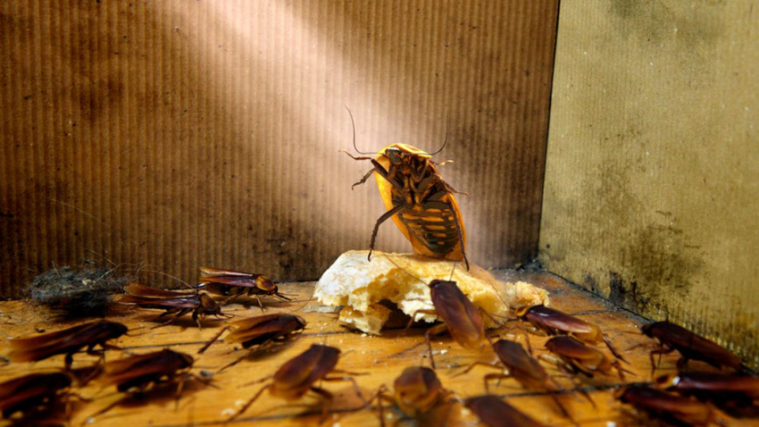 4 всадника апокалипсиса или 4 вида таракана, которые принесут беду в ваш дом