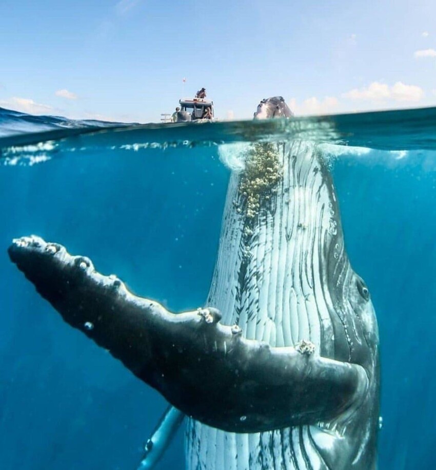 Великолепный морской зверь – горбатый кит!