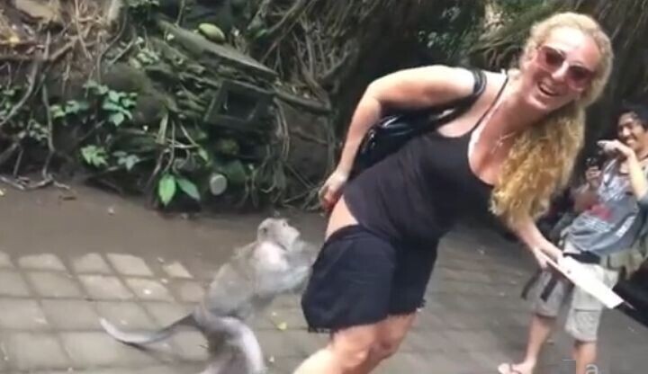 Самец обезьяны попытался стащить шорты с туристки
