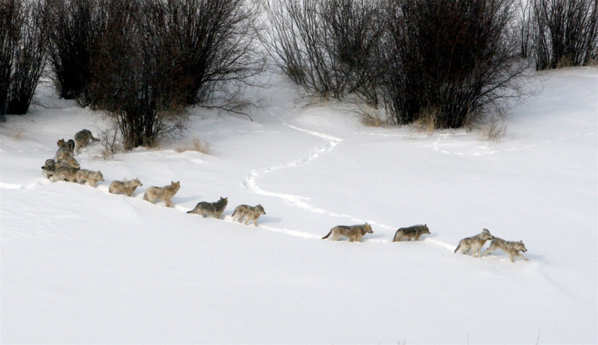 Разбор глупости из интернета: Как на самом деле передвигаются волки в стае?
