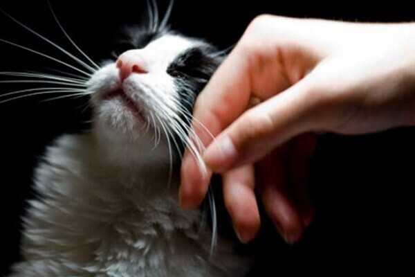Ирландская ветеринарная клиника ищет профессионального «гладильщика котов»