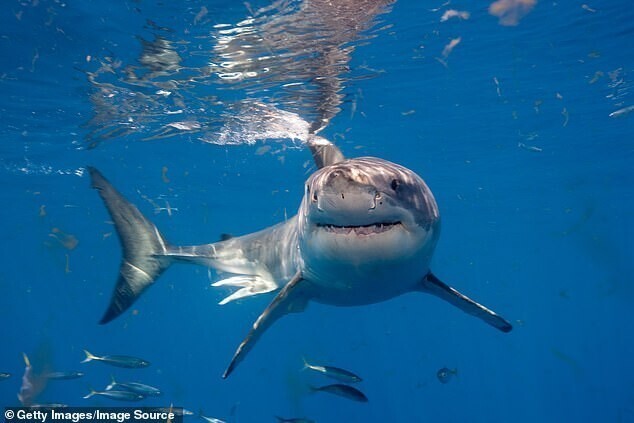 Большая белая акула убила австралийского серфера