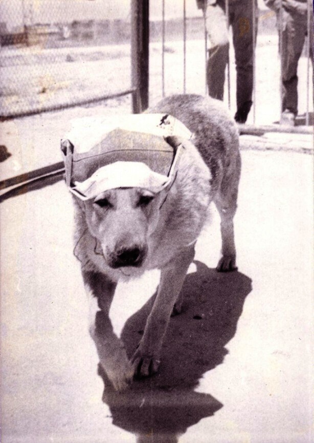 Советская овчарка Танька - символ аэропорта Кабул. Афганистан. 1985 г.