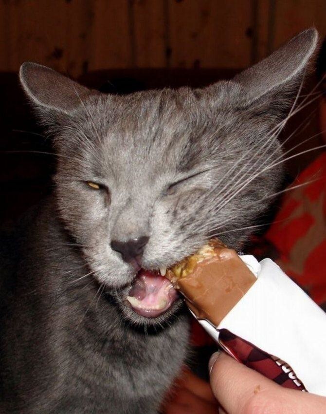 Почему шоколад смертелен для кота? Очевидная опасность сладкого для домашних питомцев