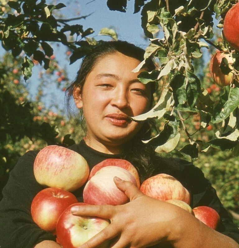Урожай яблок. Алма-Ата, Казахская ССР, 1972
