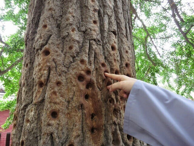 16. Монахи Шаолинь тренировали пальцы в коре дерева. Эти следы остались от них