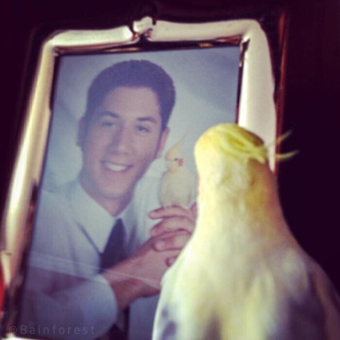 2. "Я снялся на выпускную фотографию со своим попугаем Джеффом. 10 лет спустя поймал его в тот момент, когда он предавался сентиментальным воспоминаниям о прошлом!"