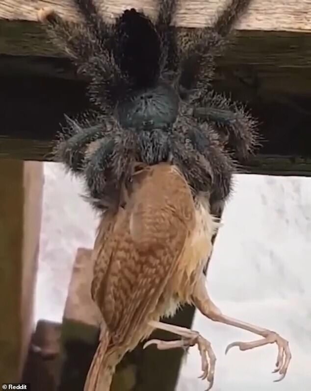 Жутковатое видео: гигантский тарантул ест птицу