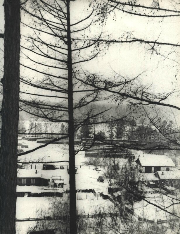 Общий вид питомника лаек в Мотах. 1972 год