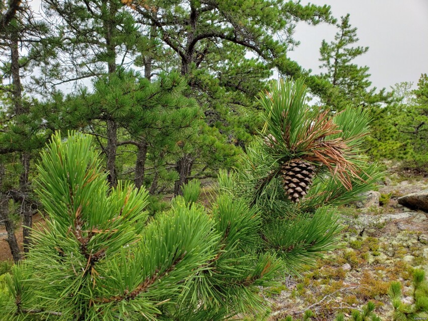 Cadillac Mountain в 5 фото