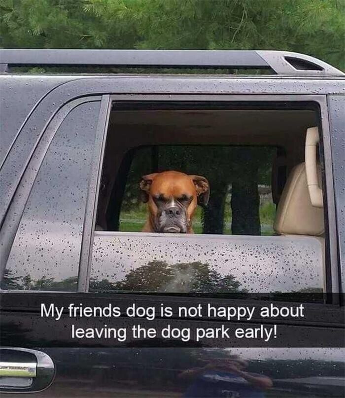 "Собака моих друзей недовольна тем, что ее рано увозят из собачьего парка"