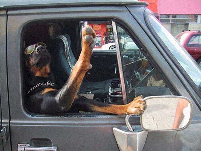 Уморительные фото собак в машинах, которые подарят порцию позитива