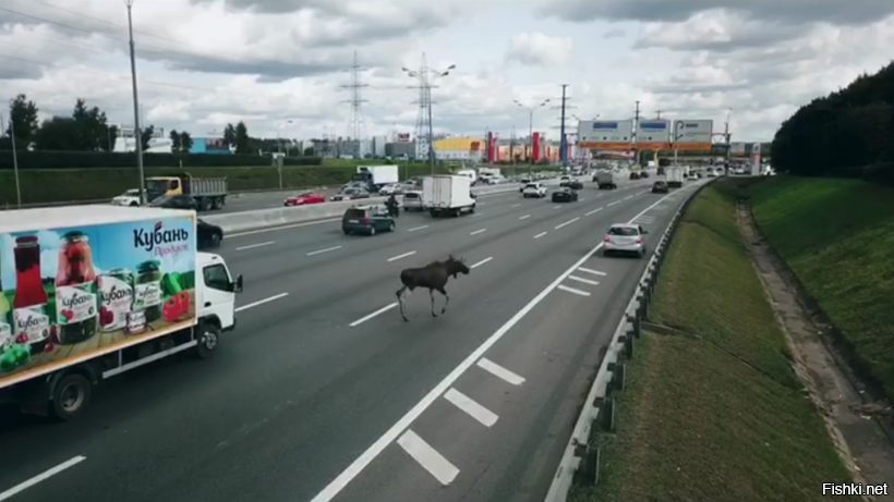 В субботу, 12го ехали в деревню и где-то в 6 утра увидели лося внутри МКАДа, ...