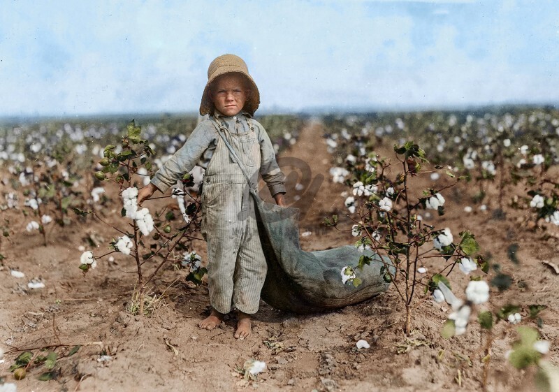 5-летний Гарольд Уокер собирает от 20 до 25 фунтов хлопка в день. США, 1916 год.