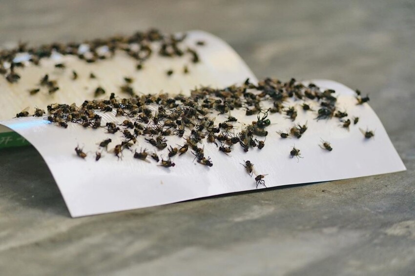 Опасны ли укусы осенних мух?