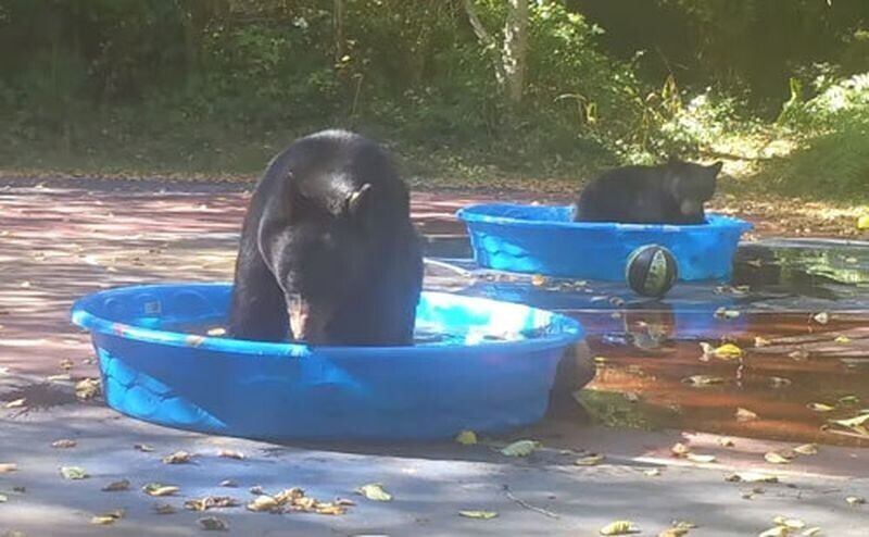 Медведица с медвежонком купаются в детском бассейне